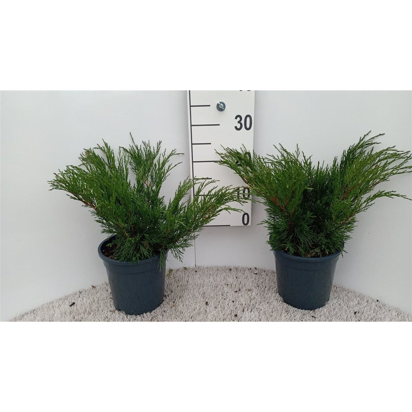 Sabina-en – Juniperus sabina - C3 30-40 CM